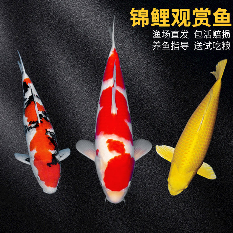 锦鲤活鱼大正红白黄金淡水冷水观赏鱼活体好养易活金鱼景观鱼包邮