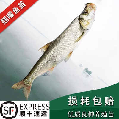 翘嘴鱼苗米翘壳大型白刁上层凶猛肉食性耐活体淡水养殖路亚小鱼苗