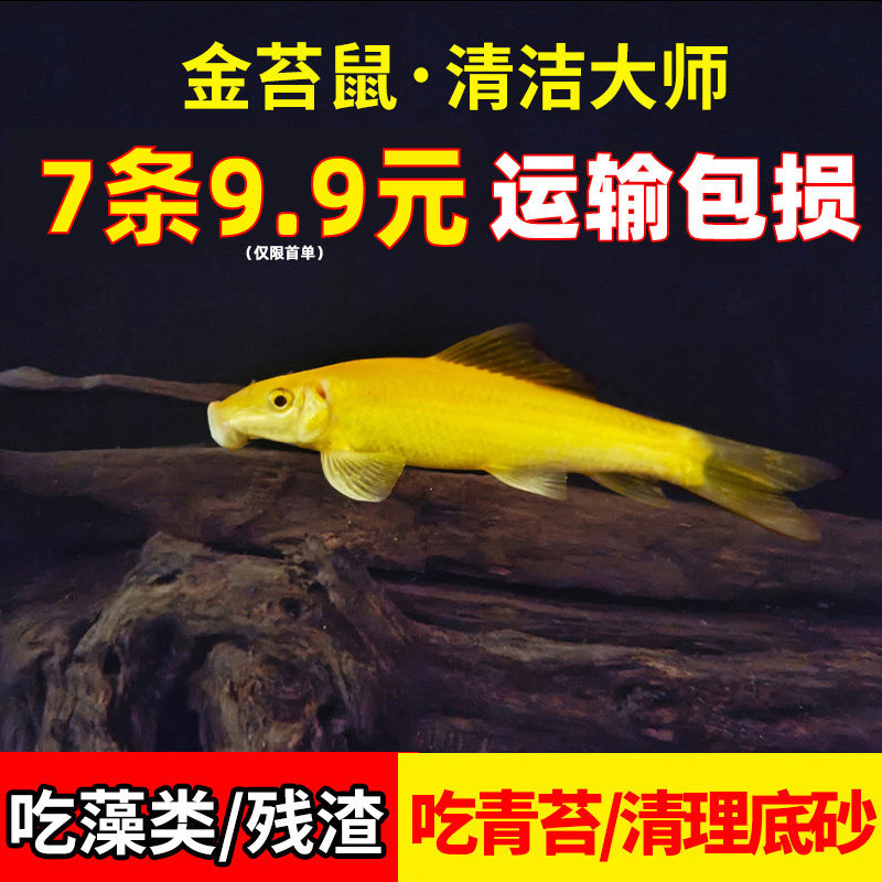 清道夫鱼缸清洁工鱼金苔鼠除藻吃鱼