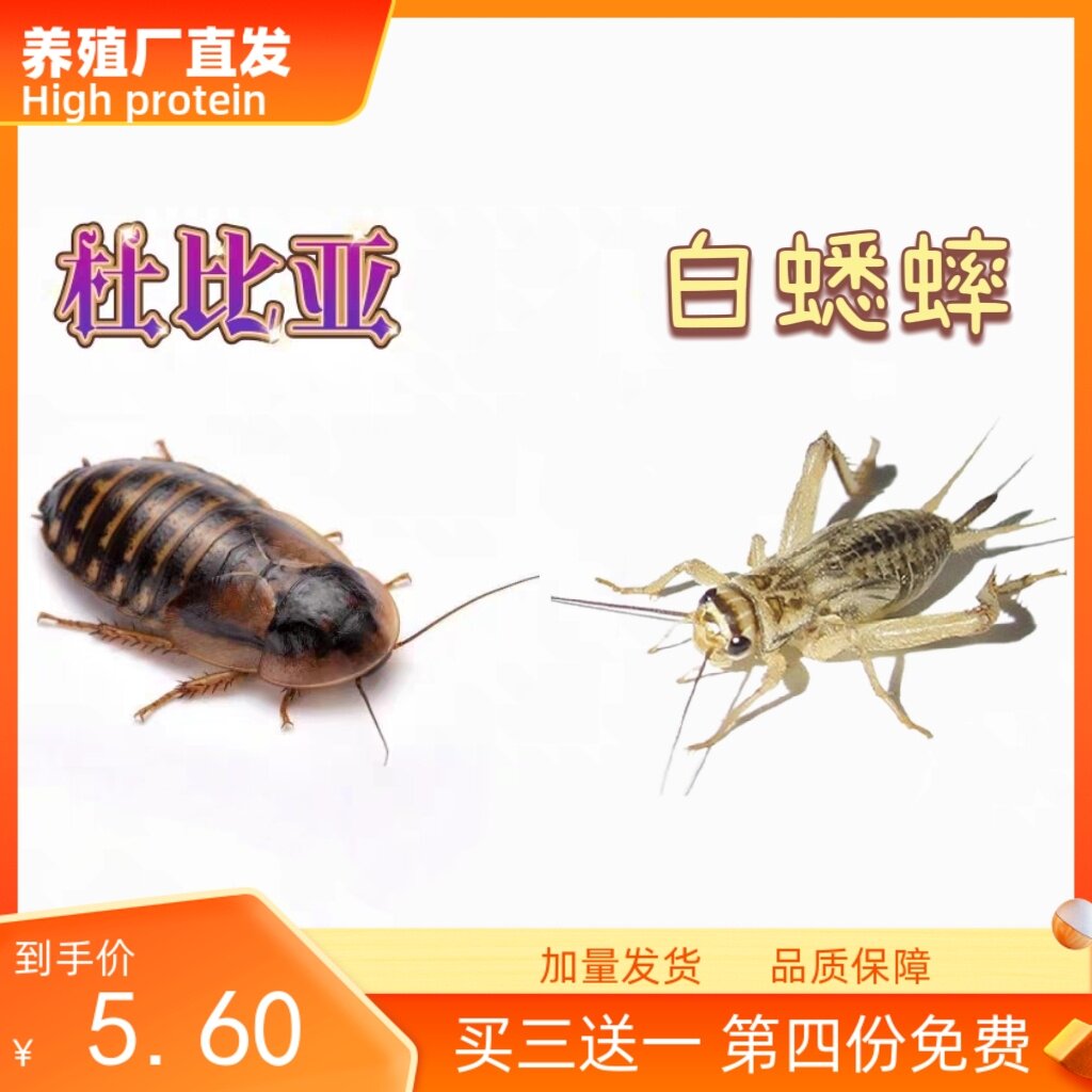 杜比亚蟑螂油葫芦针头蟋蟀白蛐蛐特色爬宠/鸣虫