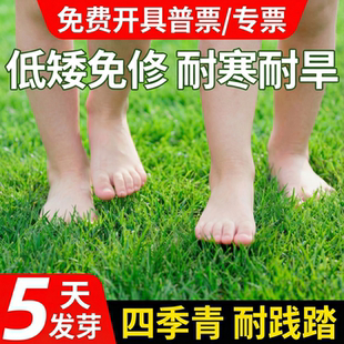 绿化草坪草籽四季常青护坡狗牙根矮生庭院地毯草马尼拉黑麦草种子