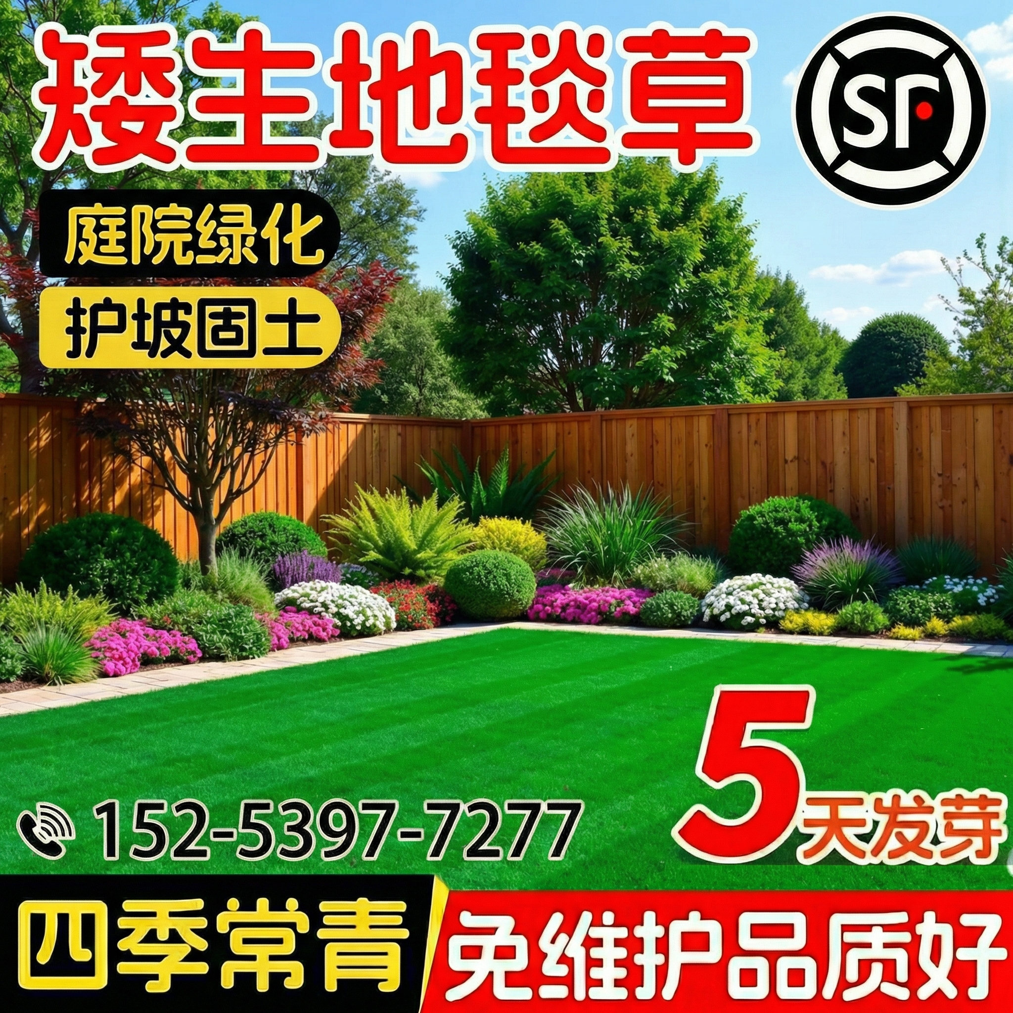 矮生地毯草四季常青庭院护坡草坪