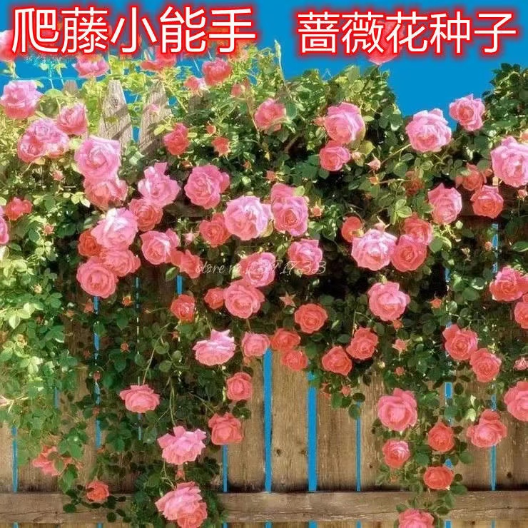 花卉种子爬藤月季玫瑰攀援庭院