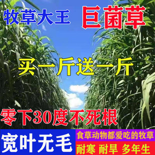 新型高产巨菌高丹草种子多年生四季牧草养牛羊畜牧草籽一年四季草