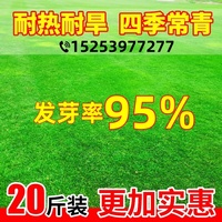 20斤以上更優(yōu)惠綠化護(hù)坡復(fù)綠草籽