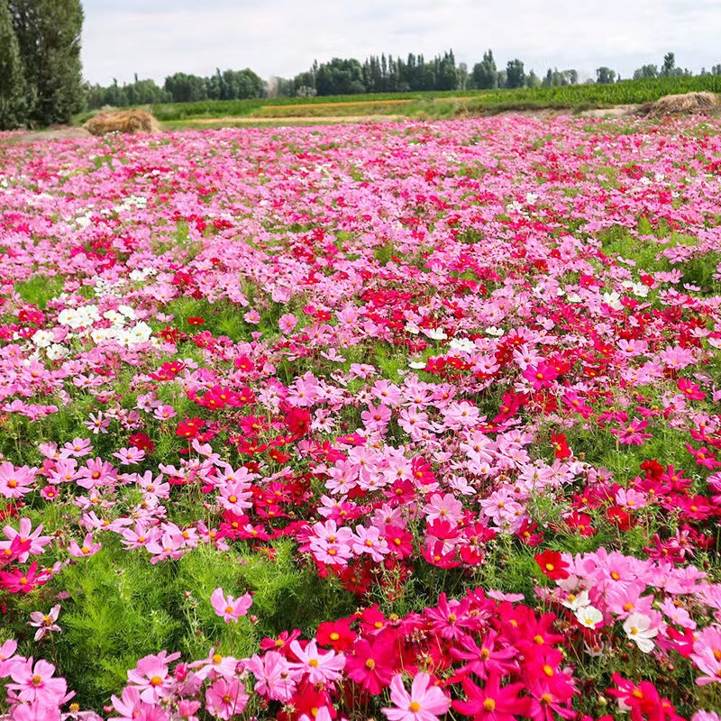 波斯菊花籽格桑花花种籽子七彩四季开花室外易活野花组合花卉种孑-封面