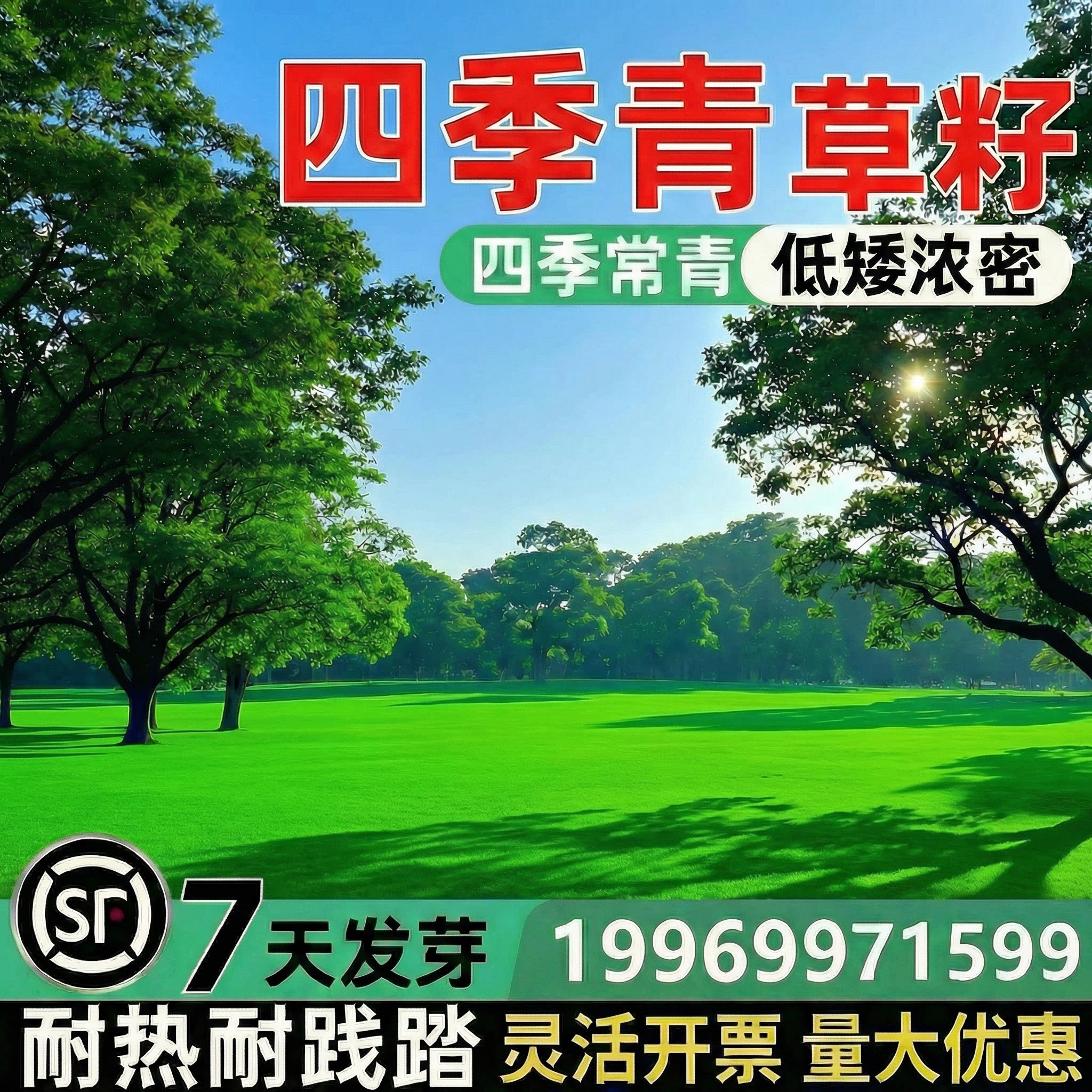 草坪草籽矮生四季常青护坡固土工程绿化狗牙根百慕大黑麦草籽种子