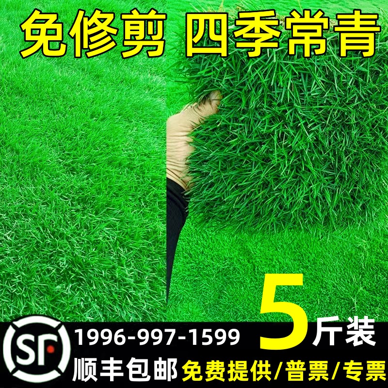 草坪草籽种子免修剪四季常青护坡狗牙根马尼拉地毯草皮籽庭院耐热