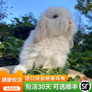 宠物兔进口双血统小体型黄侏儒兔子活物霜白垂耳兔道奇盖脸猫猫兔