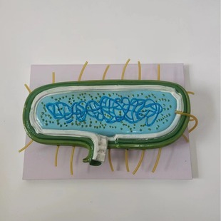 细菌模型 细胞核模型演示用学生用生物教学模型放大模型 教学仪器