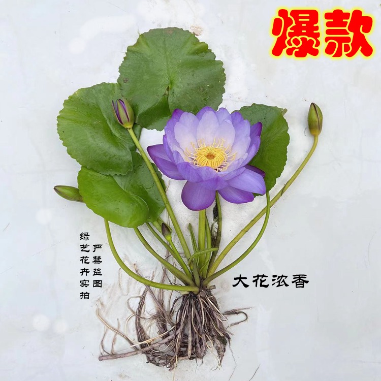 睡莲花耐寒池塘水池睡莲根块水培植物水生根块睡莲花苗带花苞