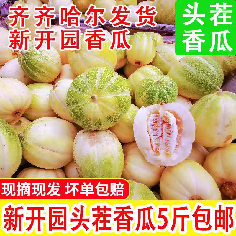 东北大地香瓜白糖罐京蜜甜瓜新鲜当季现摘孕妇水果老式香瓜脆甜蜜