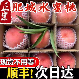 山东肥城桃子水蜜桃中华寿桃新鲜水果当季整箱脆甜毛桃大果礼盒