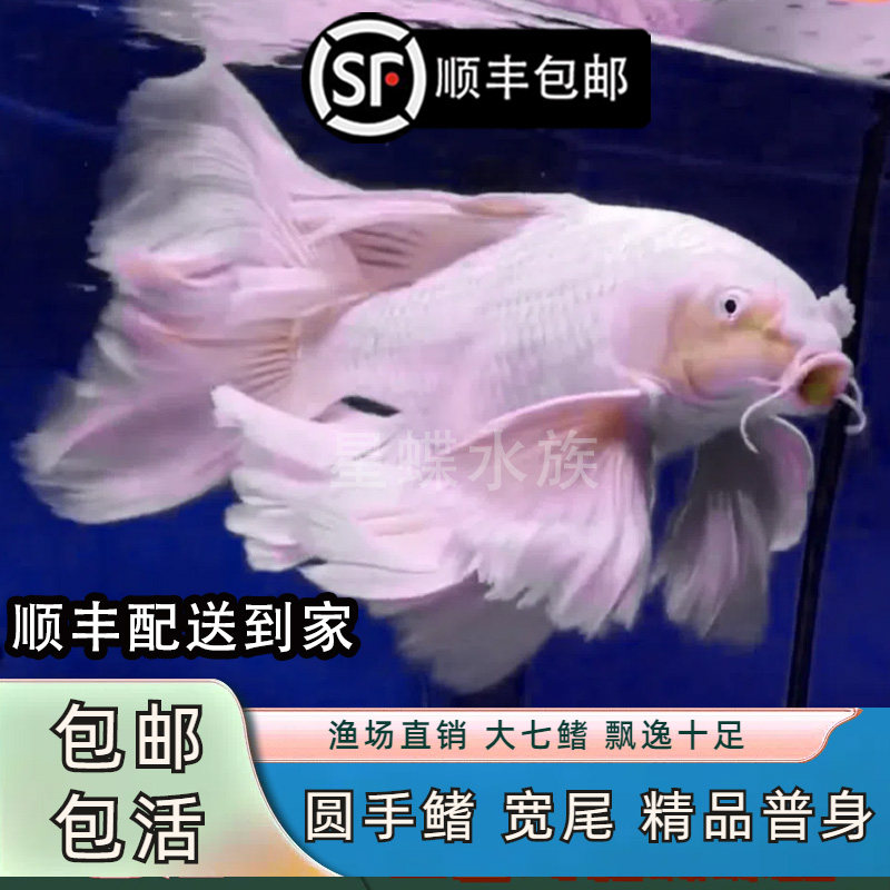 台湾短身普身蝴蝶鲤冷水观赏鱼大鳍大尾淡水鱼好养耐活包邮
