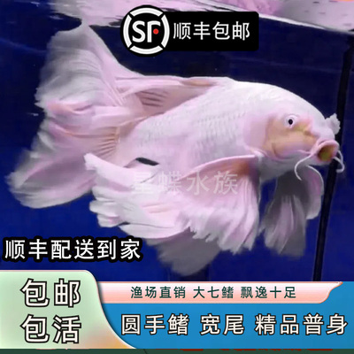 台湾短身普身蝴蝶鲤冷水观赏鱼大鳍大尾淡水鱼好养耐活包邮