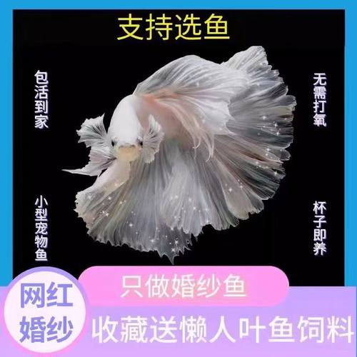 泰国斗鱼活鱼仙女款婚纱鱼半月纯白斗鱼金鱼宠物热带鱼小鱼观赏鱼