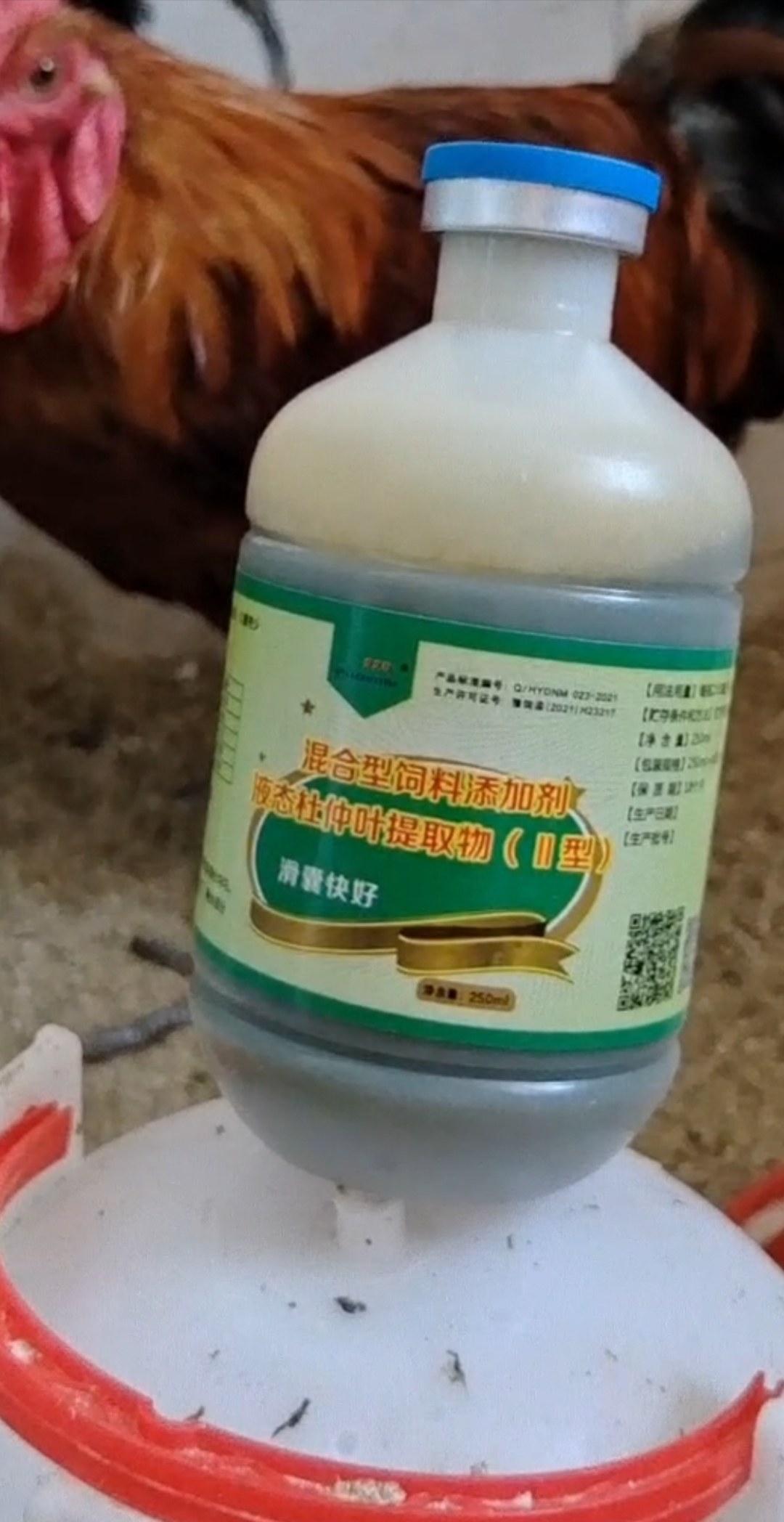 鸡鸭鹅鸽子鹌鹑斗鸡关节问题滑液囊不能关节变形