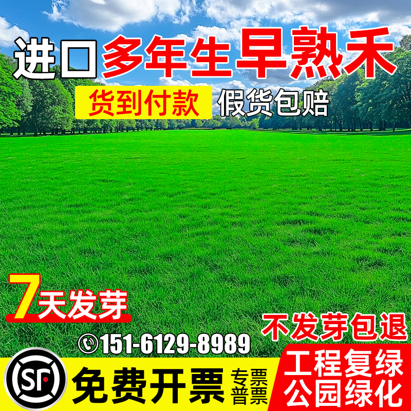 早熟禾草坪草籽绿化工程耐寒耐旱