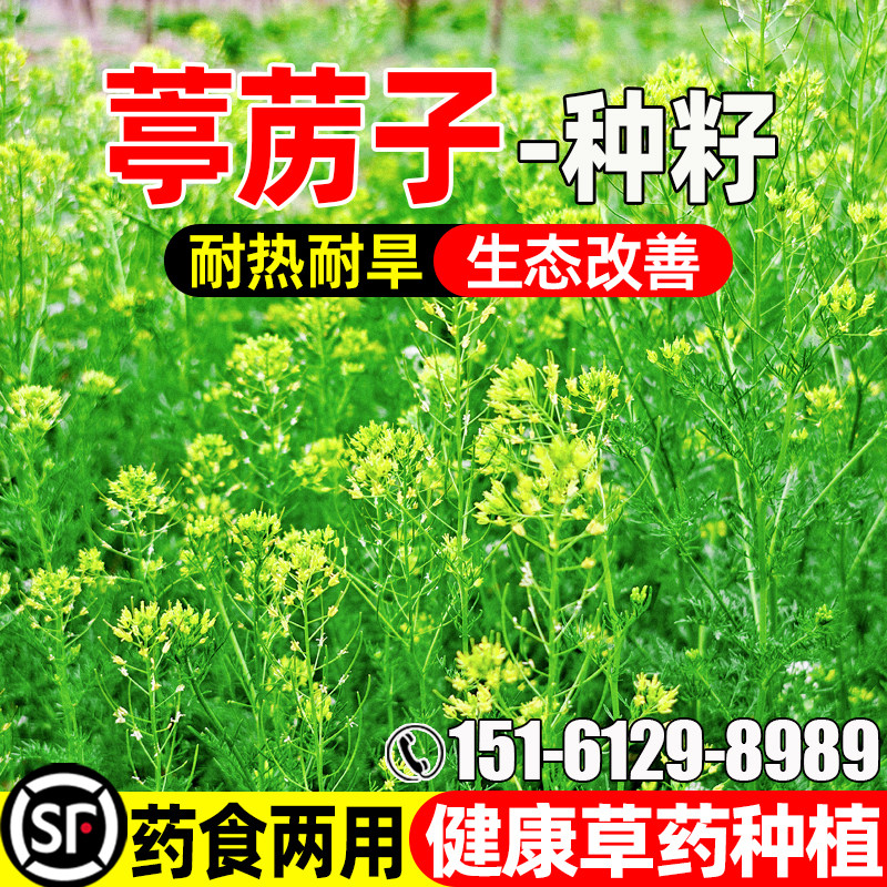 葶苈子种子云南野生独行菜苦葶苈