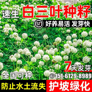 白三叶草种子速生护坡固土草籽边坡绿化水土保持耐贫瘠红三叶种籽