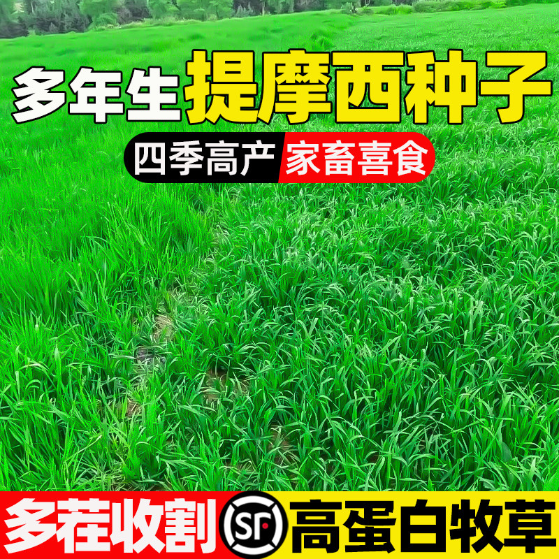 提摩西多年生高蛋白四季高产青饲