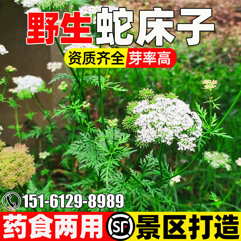 蛇床子药食两用改善土壤野茴香草
