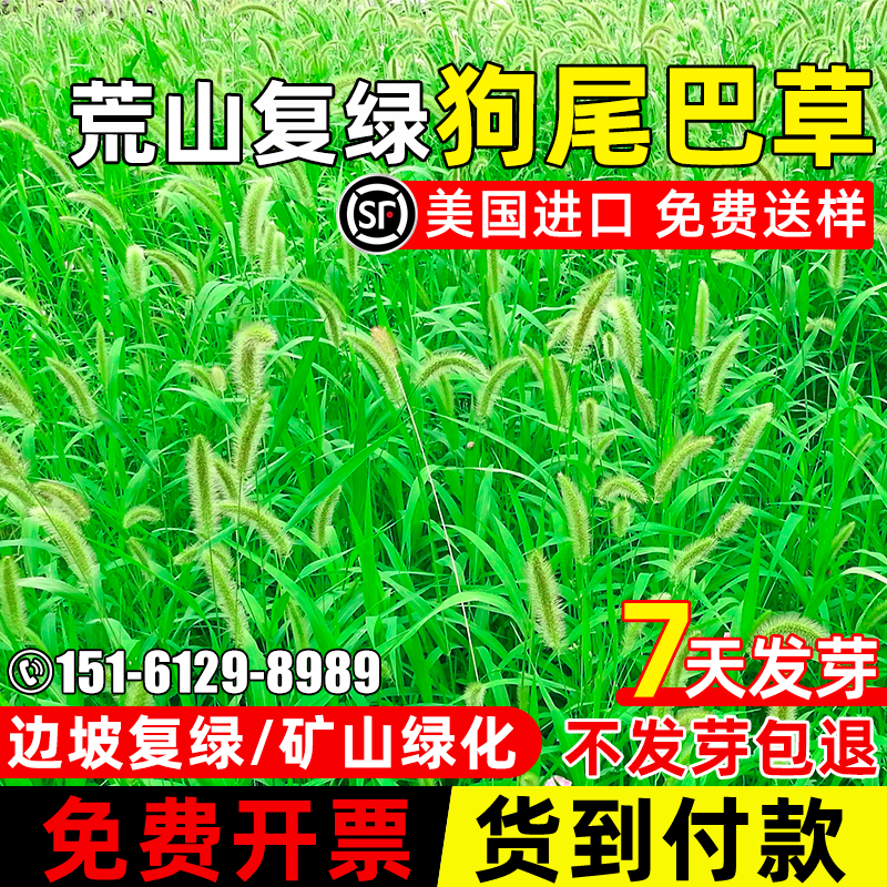 狗尾草草籽矿山绿化种子耐寒耐旱多年生边坡荒山复绿护坡固土种籽