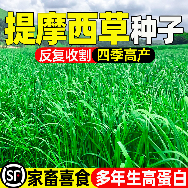 提摩西四季高产猫尾草草籽兔尾草