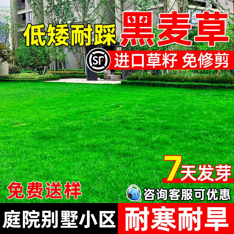 黑麦草草籽低矮耐踩四季常青庭院别墅多年生绿化小区耐寒草坪种子