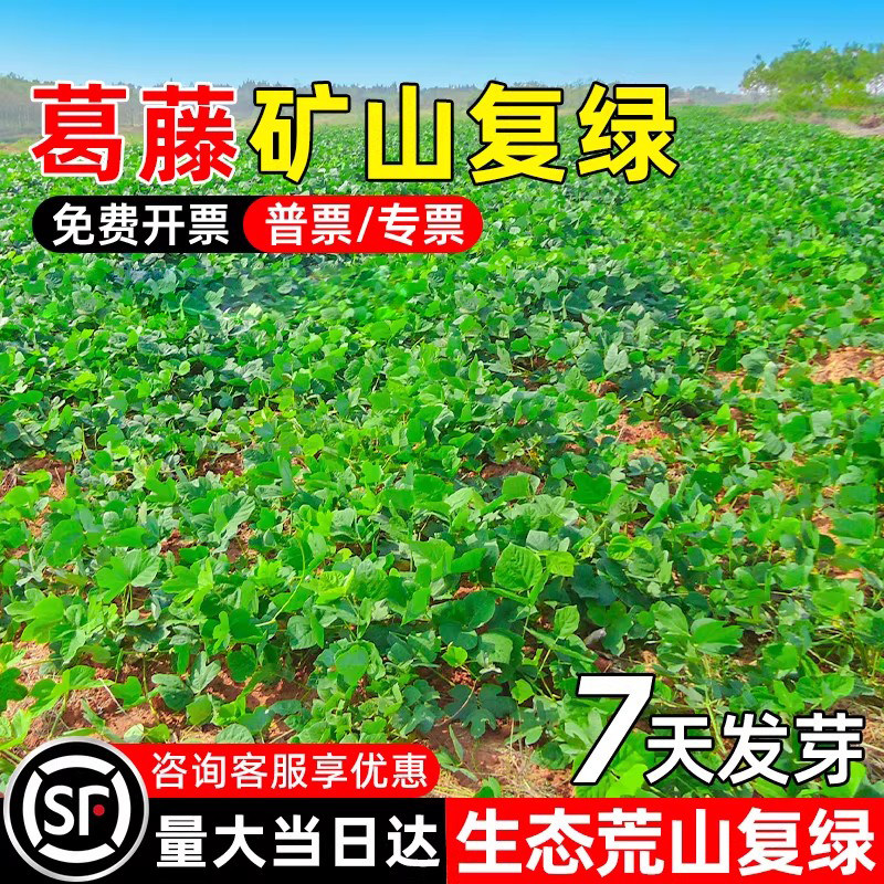 葛藤种子灌木种籽耐盐耐碱矿山复绿工程绿化生态修复爬藤植物草籽