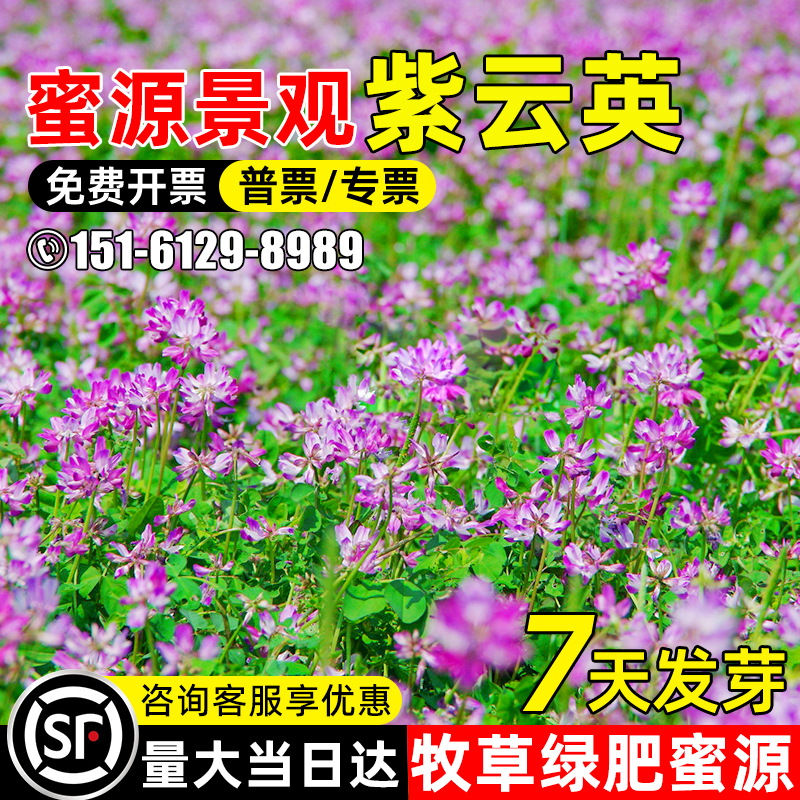 紫云英种子牧草果园绿肥红花草籽