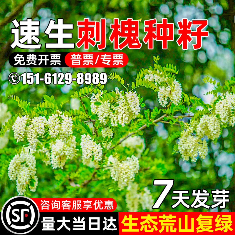 刺槐种籽白花速生灌木种子四季常青荒地复绿工程绿化护坡固土草籽