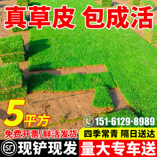 带土真草坪地毯草四季青草坪草皮