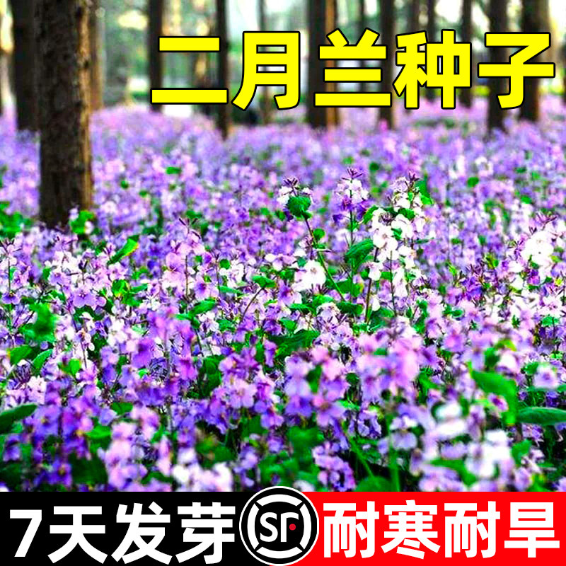 二月兰种子四季耐阴耐寒花种籽