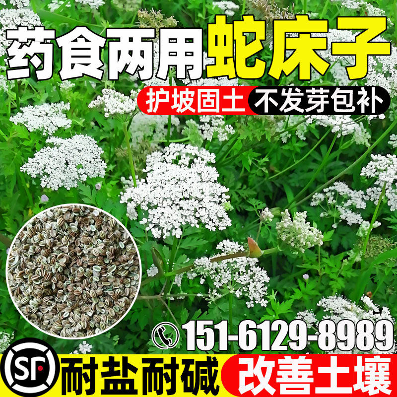蛇床子耐盐耐碱改善土壤药用食用