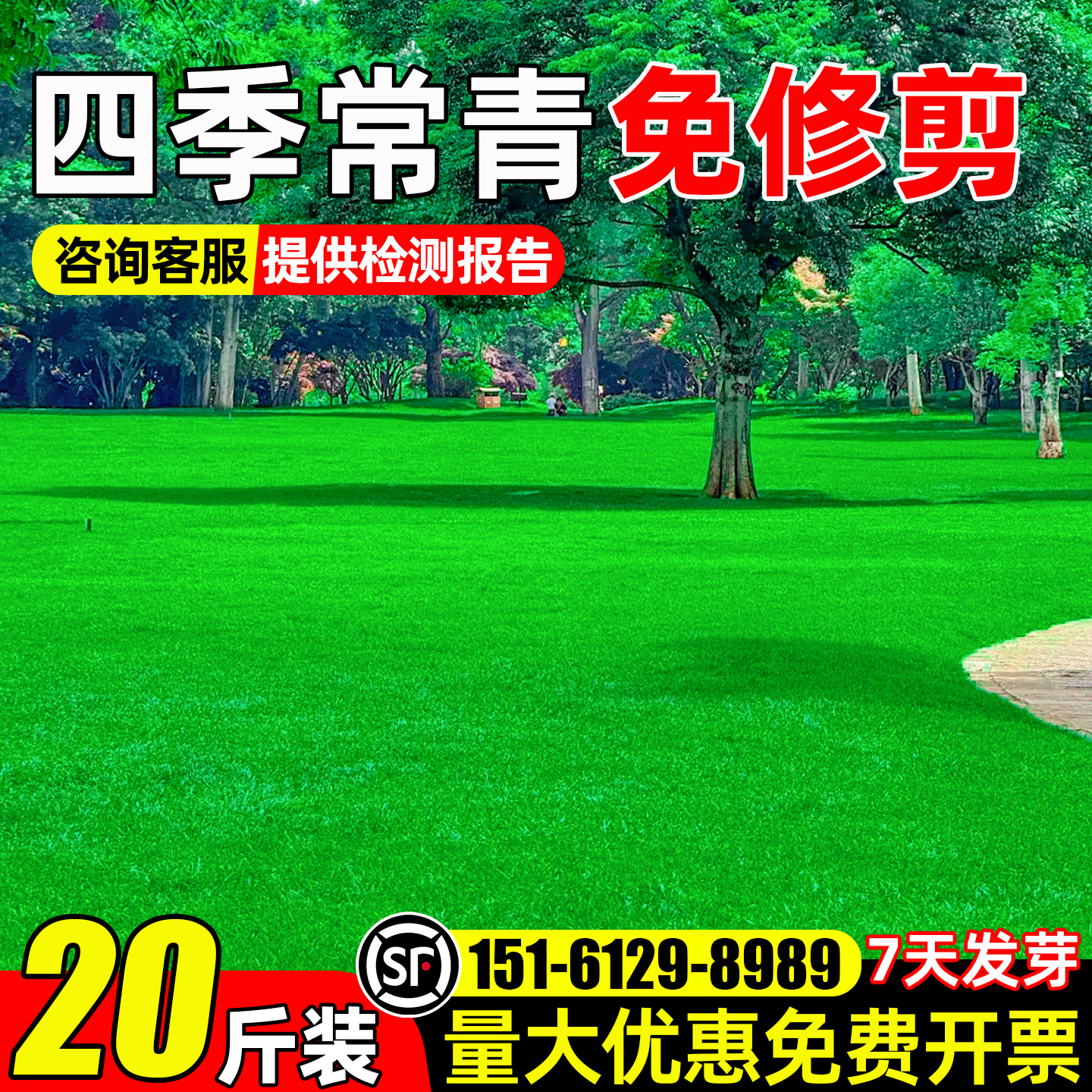 草坪草籽四季常青工程绿化草种子