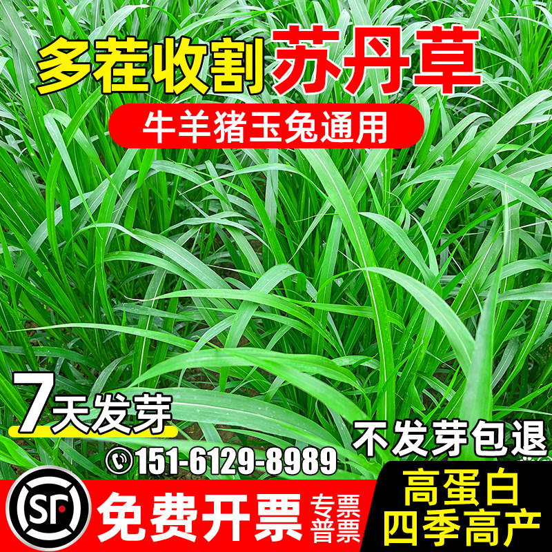 苏丹草多年生牧草四季高产高蛋白