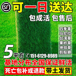 草皮真草坪带泥土别墅台湾草马尼拉草皮带土花园绿化四季青果岭草