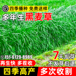 黑麦草种籽多年生四季高产多茬收割耐寒畜牧养殖种鸡鸭牛羊鱼牧草