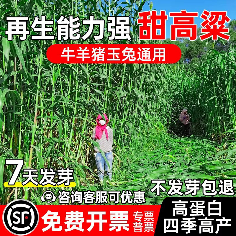 进口牧草种籽甜高粱种子高产草籽