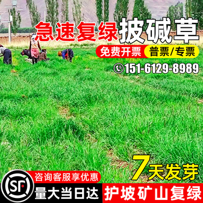 披碱草草籽护坡固土耐贫瘠碱茅草