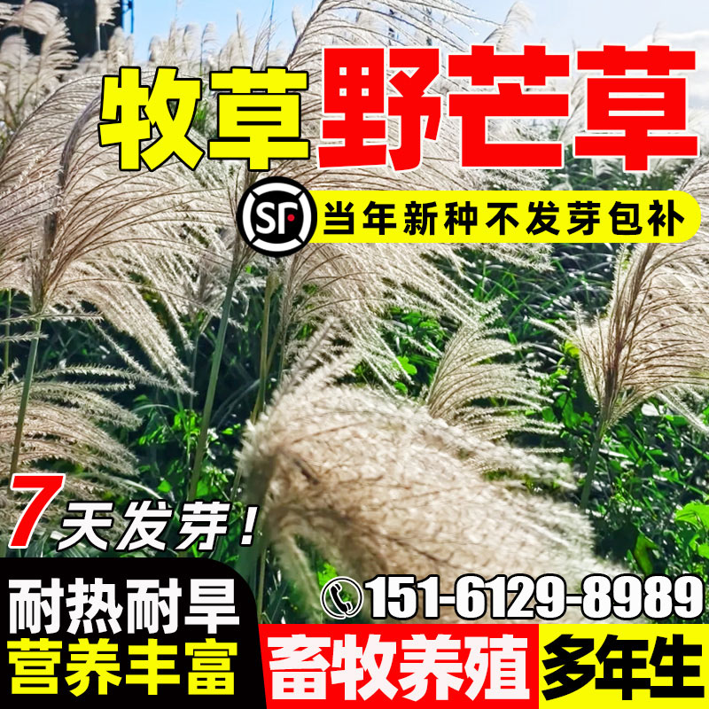 野芒草种籽四季种植多年生护坡固土种子荒山绿化景观复绿牧草草籽