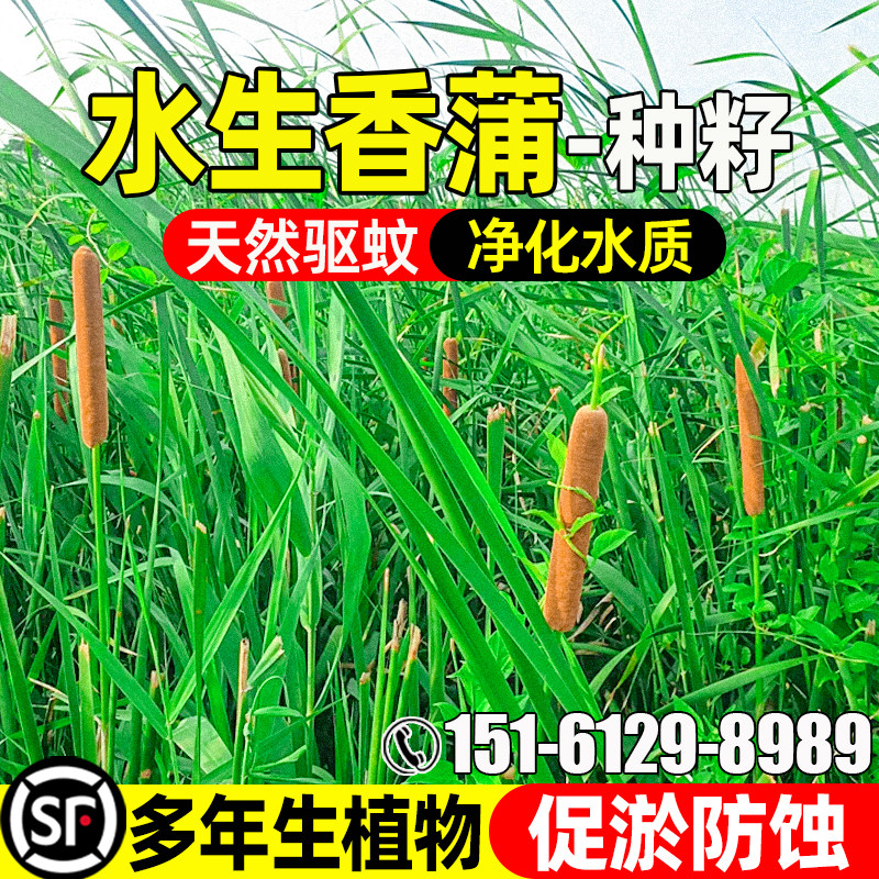 香蒲种子多年生水生宿根植物草籽水陆两栖耐水淹公园景观绿化种籽