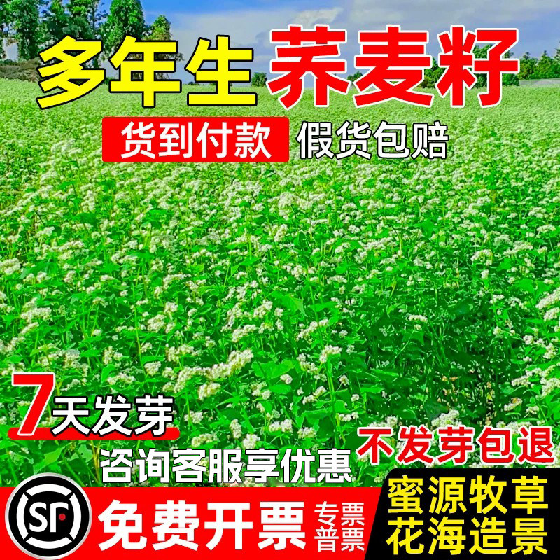 甜苦荞麦种子花海造景园林观赏果园绿肥固氮多年生畜牧养殖草种籽
