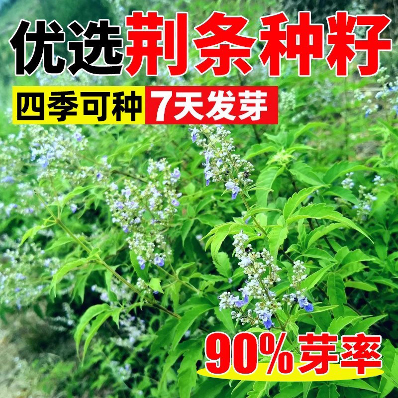 荆条种子四季种植观赏灌木草籽蜜源植物荒地复绿工程边坡绿化种籽
