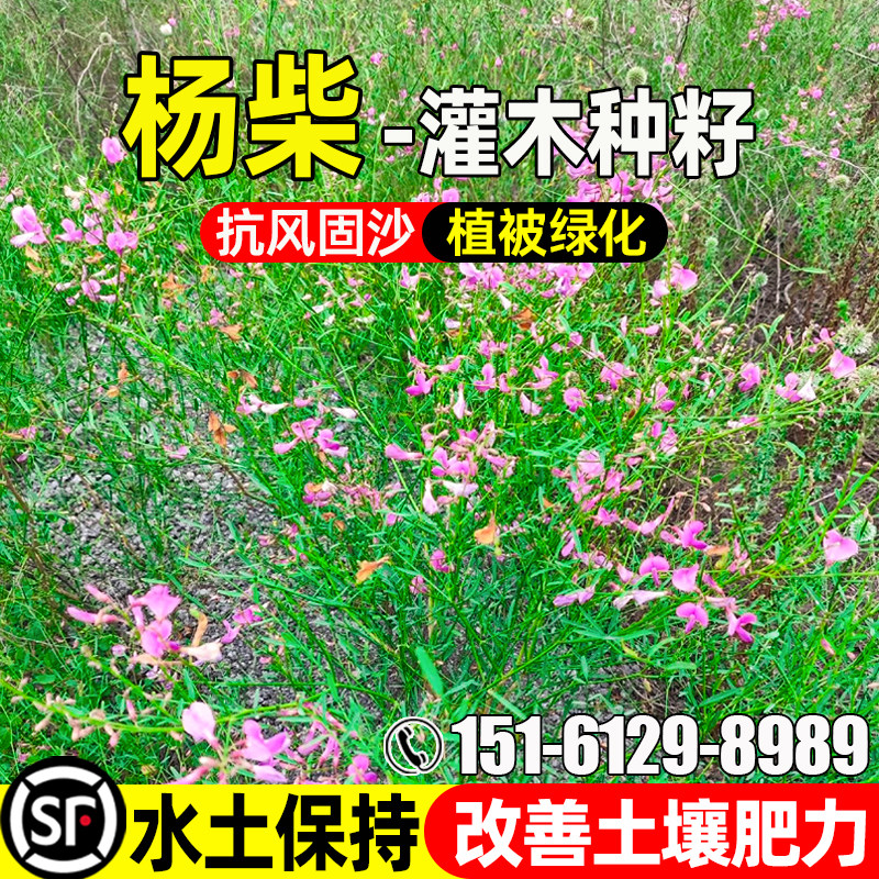 杨柴种子蒙古岩黄芪灌木绿化草籽