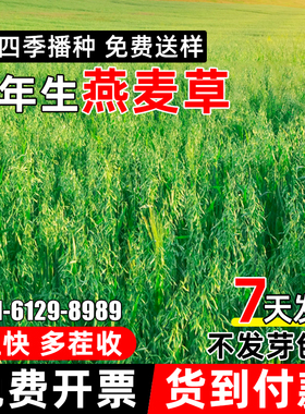 燕麦种子四季高产饲用绿肥牧草种籽多茬收割再生耐寒耐旱牧草种子