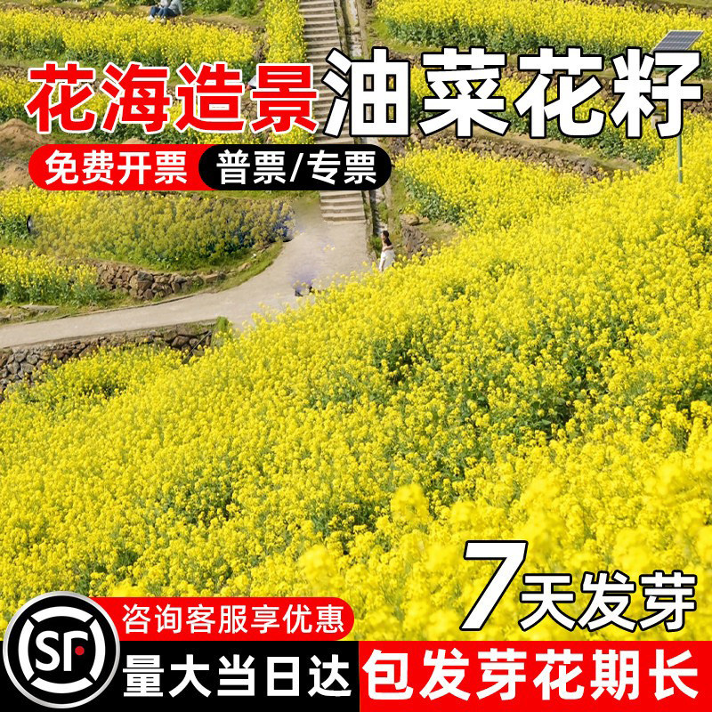 油菜花种子花海种孑七彩油菜高产