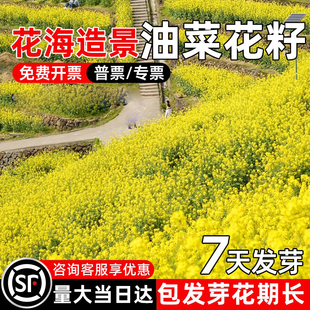 油菜花种子室外高产观赏食用耐寒耐旱春油菜花籽榨油菜籽花海种孑