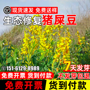 猪屎豆护坡灌木种子胡枝子紫穗槐多花木兰荆条刺槐生态复绿草种孑